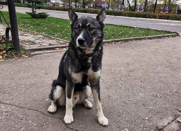 ГОСТ для площадок выгула собак вступает в силу с 1 апреля