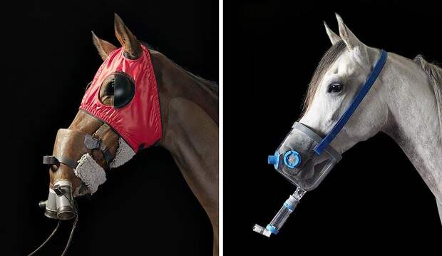 Грация прекрасных лошадей в фотопроекте Equus