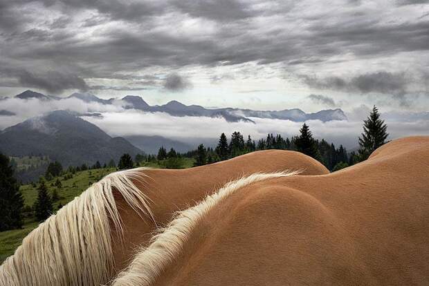 Грация прекрасных лошадей в фотопроекте Equus