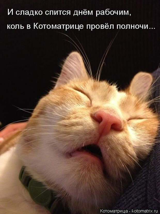 kotomatritsa_DC (524x700, 274Kb)