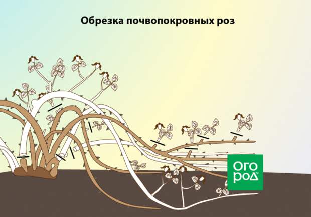 Обрезка почвопокровных роз