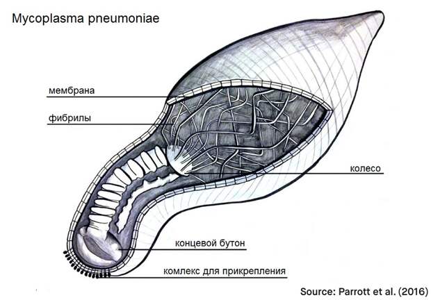 What-are-the-microbiological-characteristics-of-Mycoplasma-pneumonia.jpg What-are-the-microbiological-characteristics-of-Mycoplasma-pneumonia.jpg