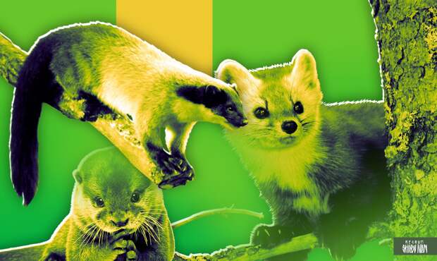 Минприроды указало на неизменность запрета на добычу краснокнижных животных