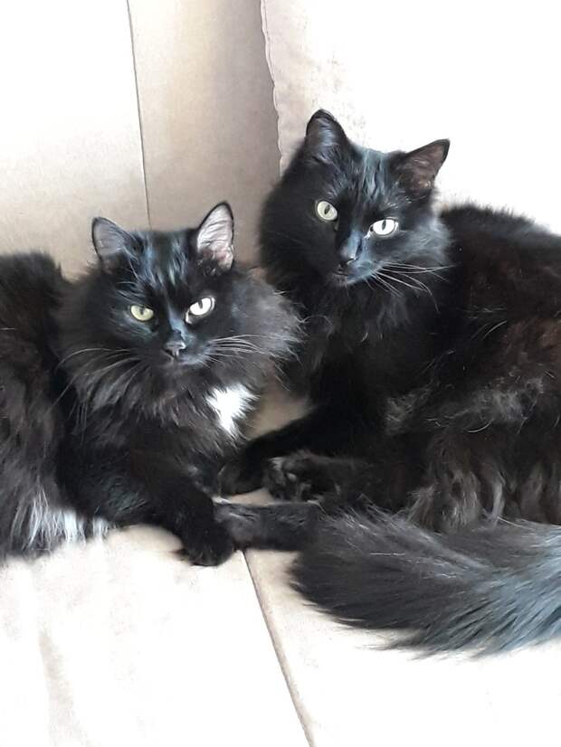 два черных кота