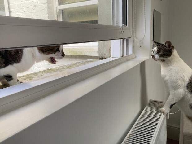Фотография: Сама наглость: коты, которые плевать хотели на нормы хорошего поведения №29 - BigPicture.ru