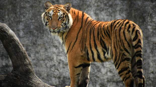 Почему у тигров разные полоски: объяснение для детей и советы родителям