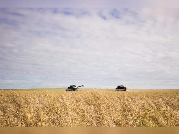 Более 36 тысяч тонн зерна экспортировано под контролем Россельхознадзора