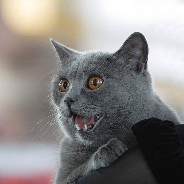 Кошки, кошечки и котяры