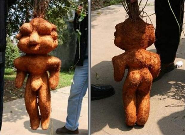 creepyplants59 Самые жуткие растения