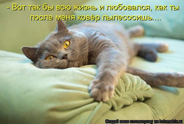 Котоматрица - - Вот так бы всю жизнь и любовался, как ты после меня ковёр пылесосишь