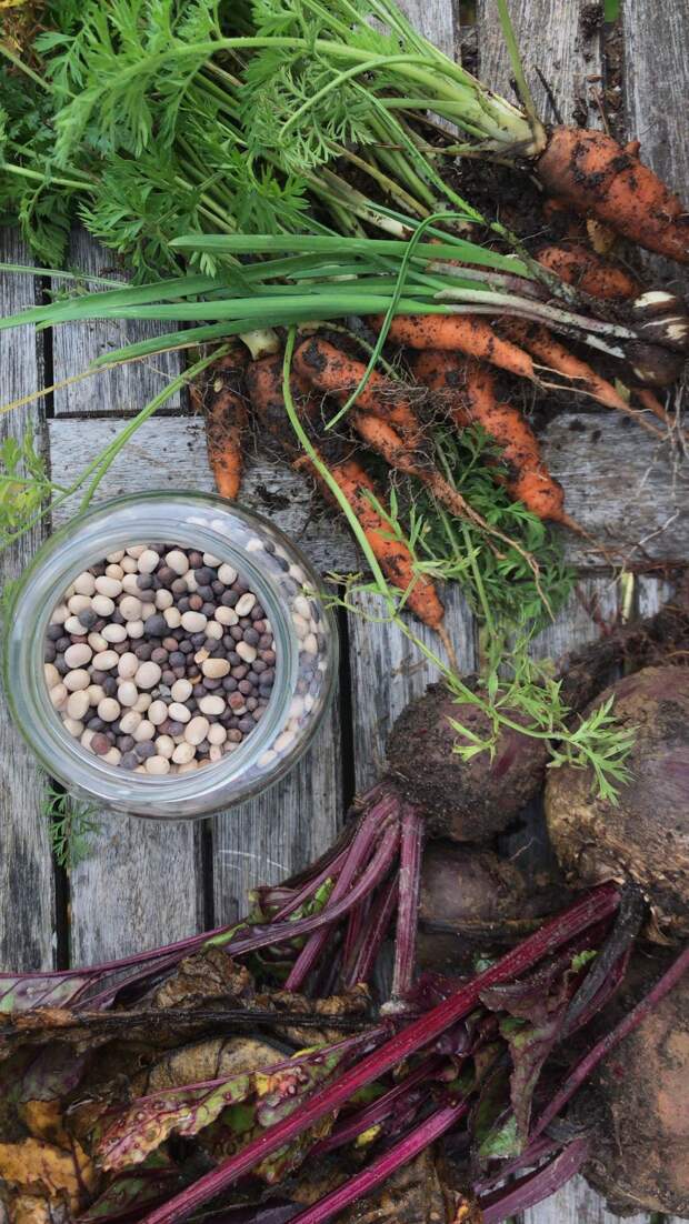 Всё о хранении семян - лайфхаки и идеи