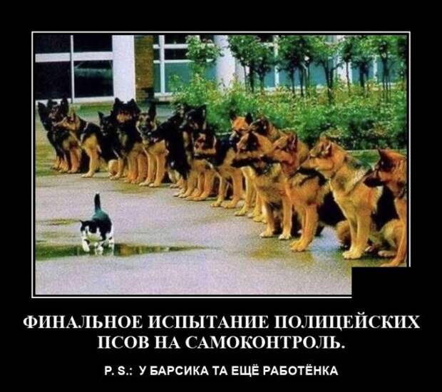 Демотиватор про служебных собак