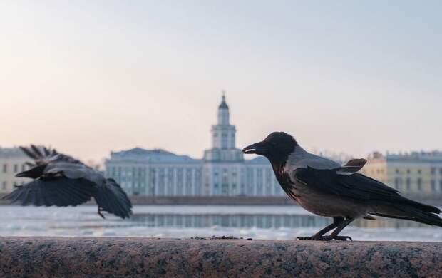 Атмосферный фронт принесёт в Петербург небольшие дожди