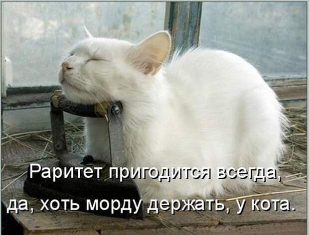 Прикольные и смешные зверюшки # 34