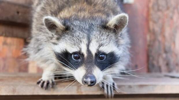 Патриотическую акцию "Декада защитников Отечества" запустят в зоопарке Барнаула