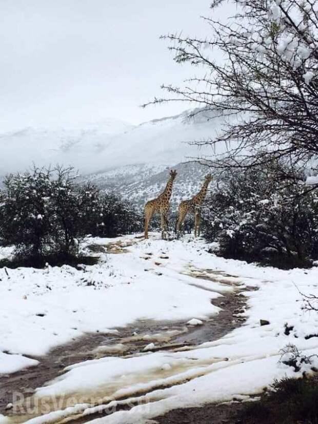 Южную Африку завалило снегом: жирафы и слоны бродят по сугробам