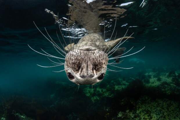 Захватывающие фото, победившие на ежегодном конкурсе подводной фотографии