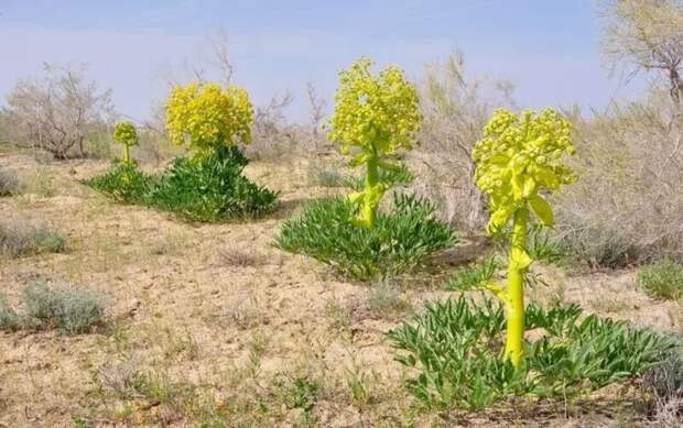 Асафетида или  Ферула воню́чая — многолетнее травянистое растение; вид рода Ферула семейства Зонтичные
