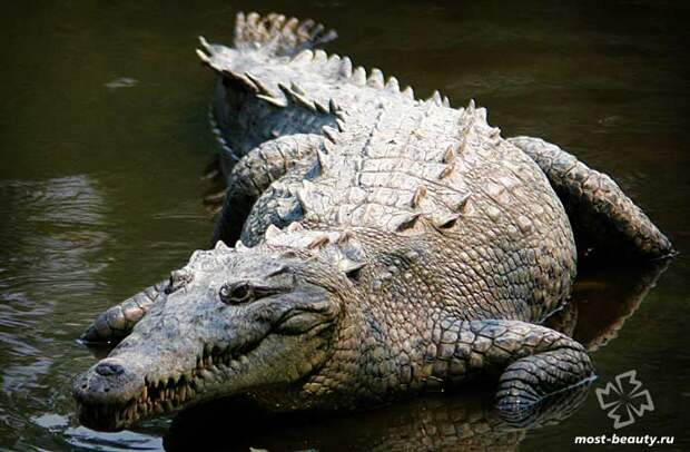 Острорылый крокодил. СС0