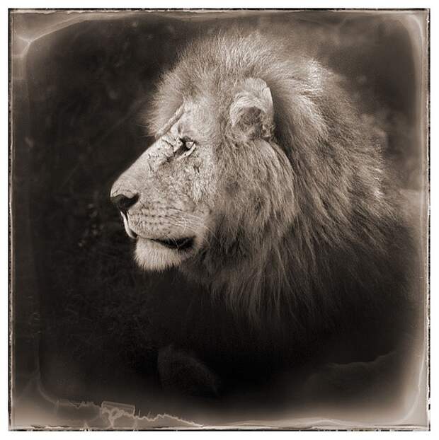 фотографии африки. Nick Brandt