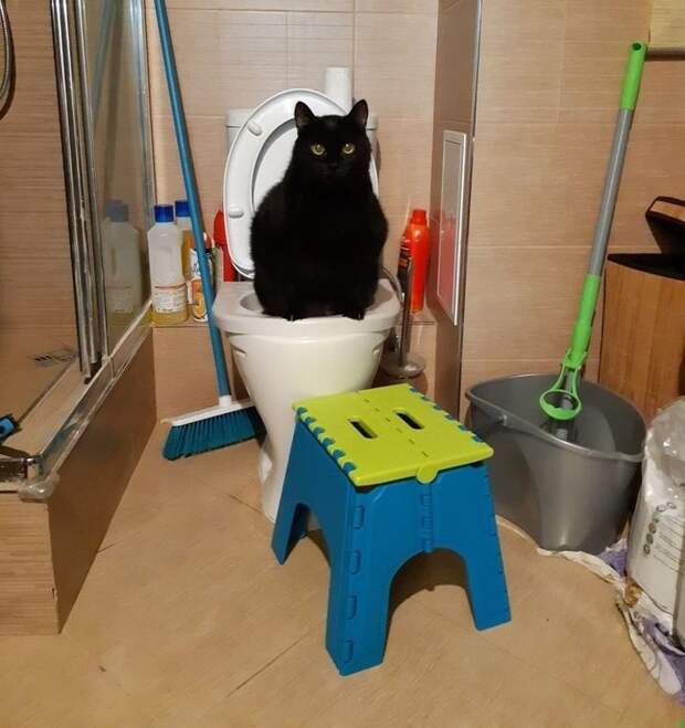 Ситуации, которые показывают, что это кошки заводят нас, а не мы их