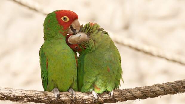 Эти попугаи болтают прямо как люди! Интересно, о чем они говорят?