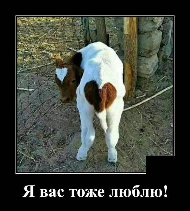 demotivatory-demotivator-smeshnye-demotivatory-demotivator-so-smyslom