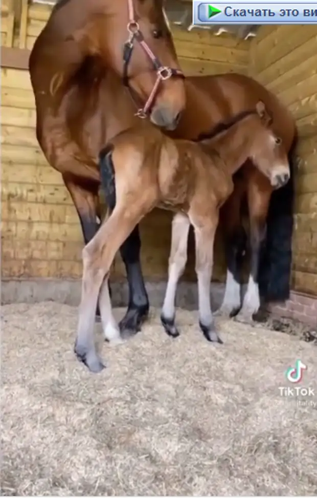 Жеребёнка, который потерял мать, приняла лошадь с разбитым сердцем