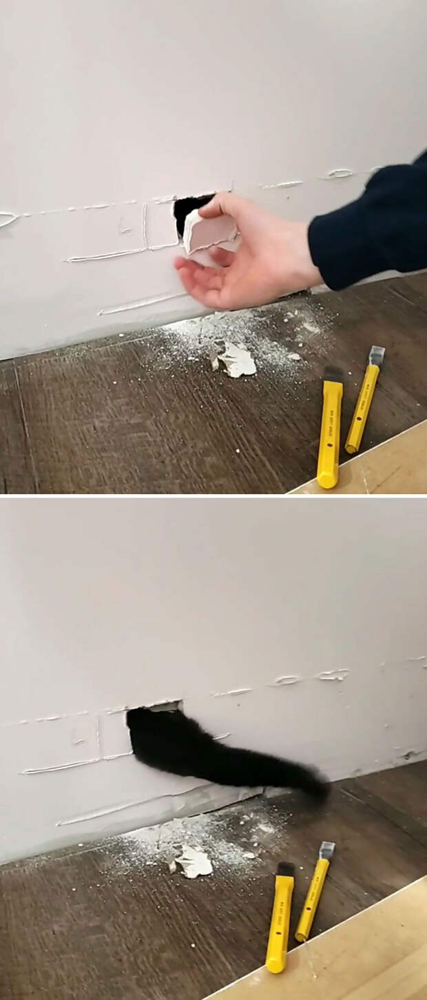 Неожиданные и странные места, в которых можно обнаружить котиков