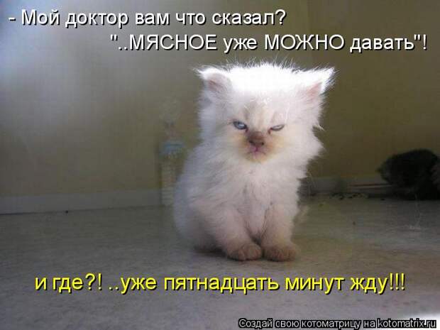 Котоматрица - - Мой доктор вам что сказал? 