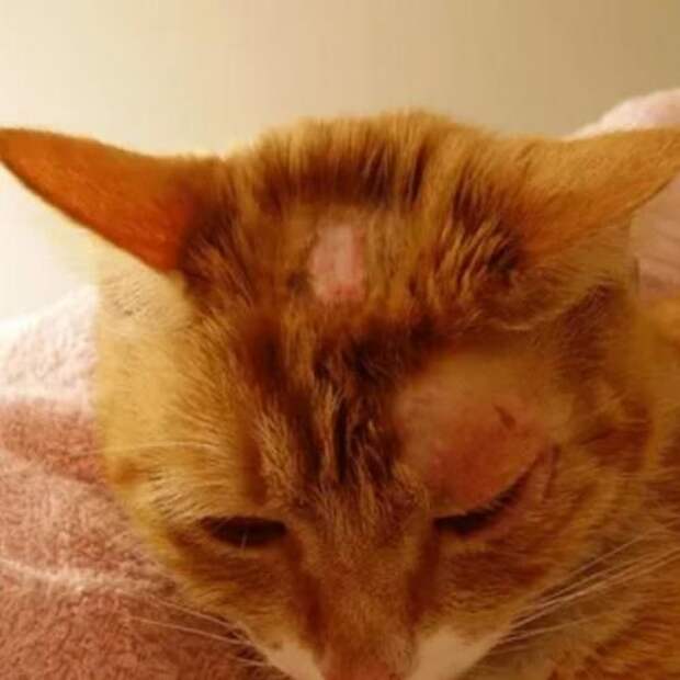 Трихофития у кошек: симптомы, лечение и профилактика.