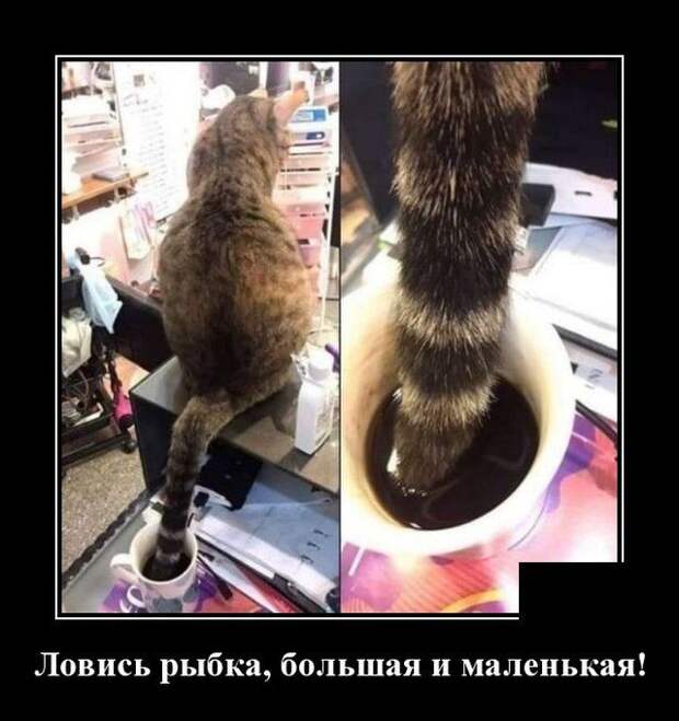 demotivatory-demotivator-smeshnye-demotivatory-demotivator-so-smyslom