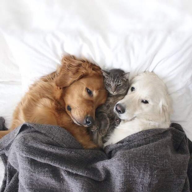 Кот и две собаки, которые живут душа в душу, как одно целое