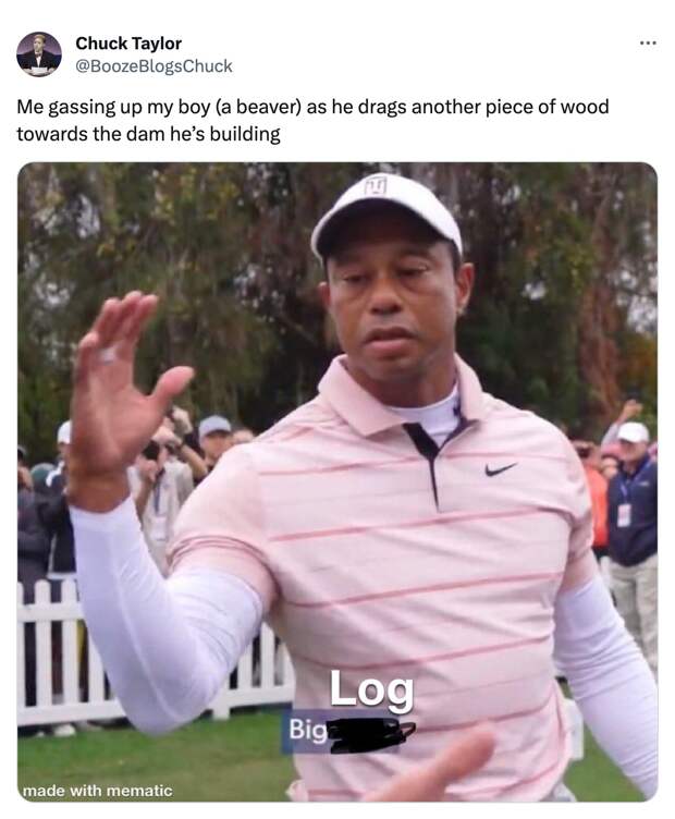 best of the Tiger Woods Big Dog meme