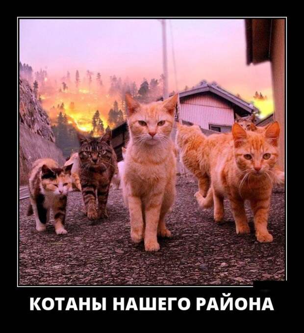 Демотиваторы (30 фото)