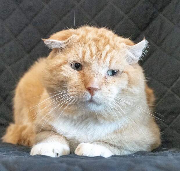 кот ищет дом упитанный рыжий кот