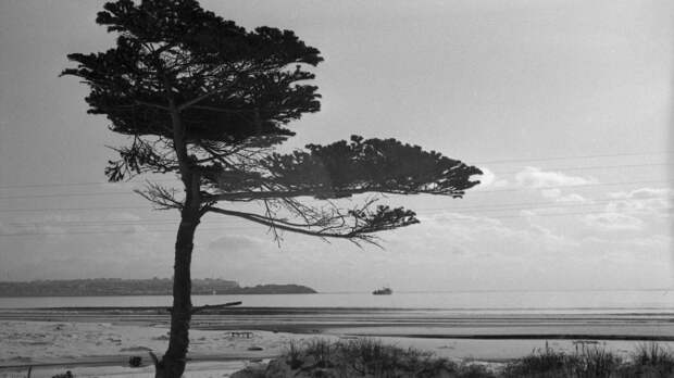 Рай для китов и медведей. Япония признала: Курилы расцвели в составе России