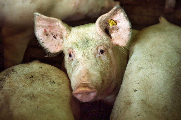 Рязанцы пожаловались на химический туман из-за свинокомплексов