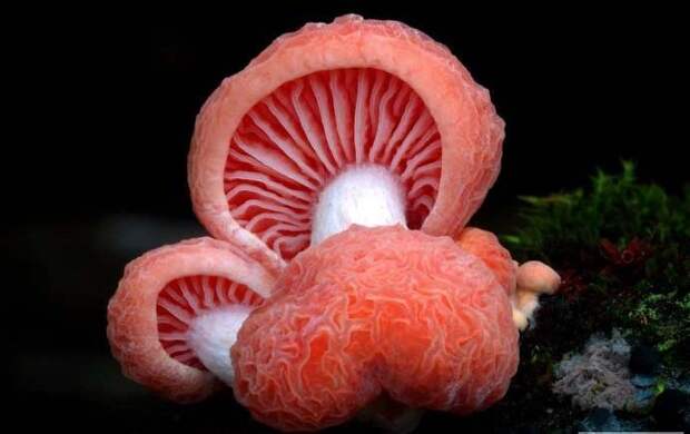 7. Родотус / Rhodotus palmatus грибы, факты, это интересно