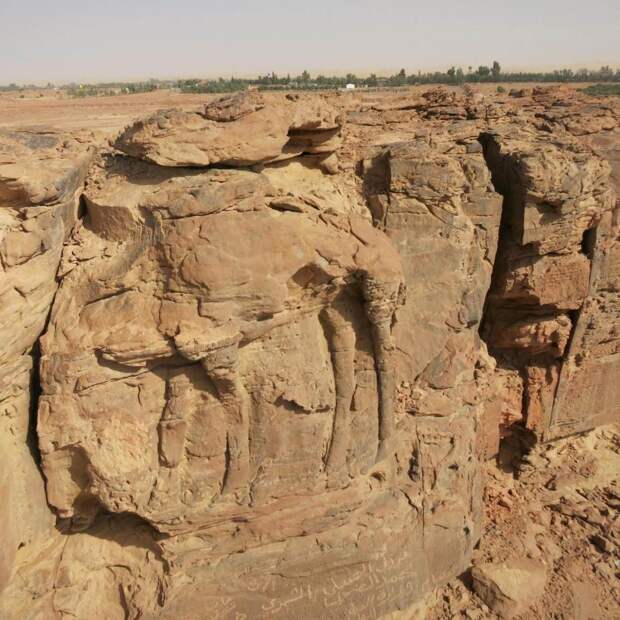 Каменные верблюды Саудовской Аравии