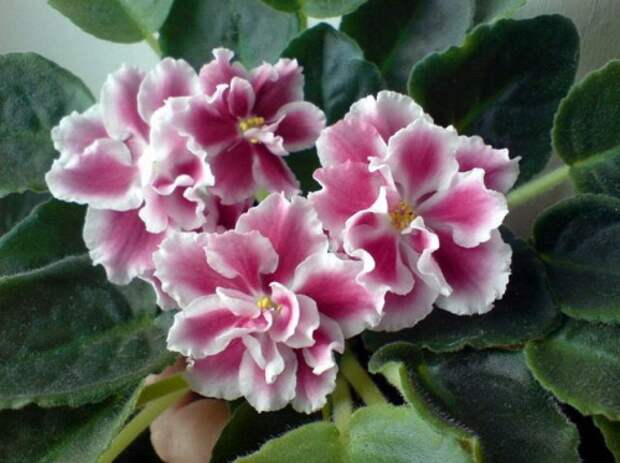 Фиалка и уход