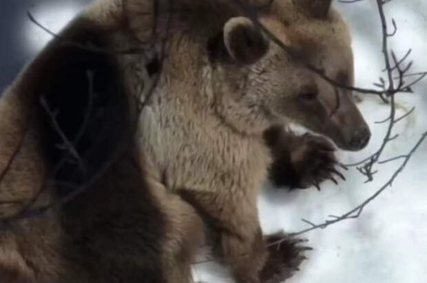 В Сети появились кадры спасения туриста от медведя на лесной тропе в Сочи