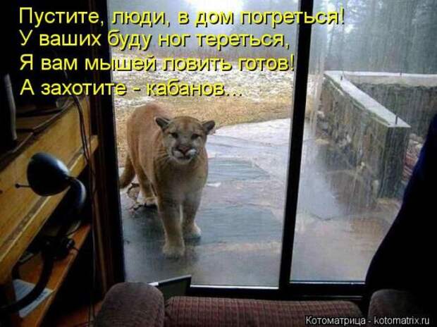 Котоматрицы (картинки с надписями)