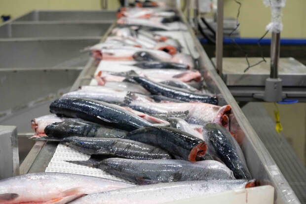 Власти Камчатки создадут рыбную биржу