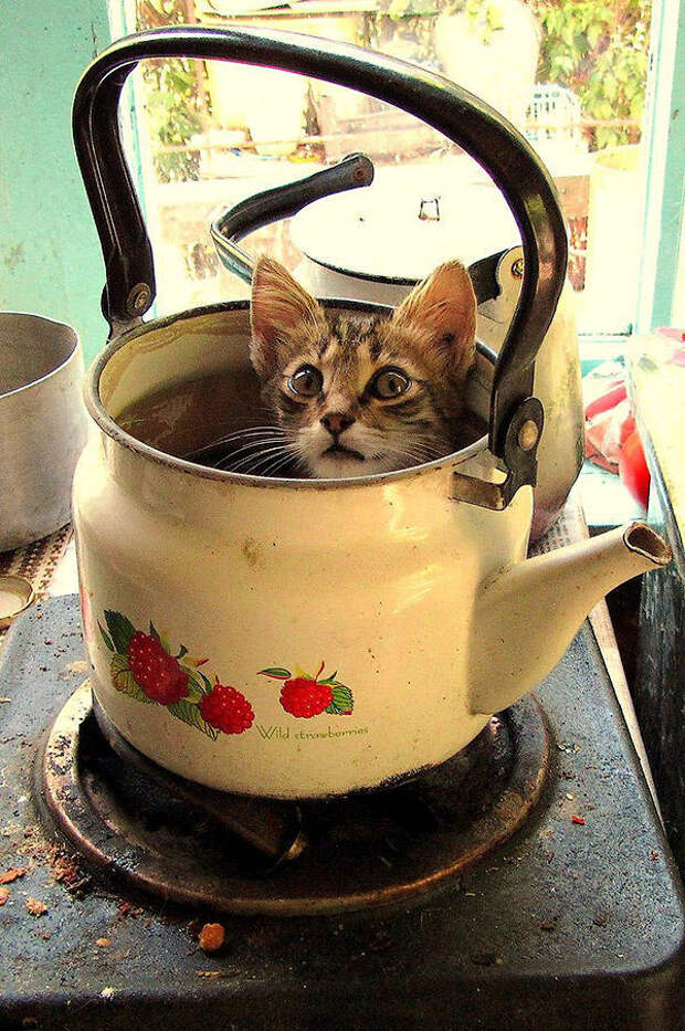 feline_tea_by_mari_ghostly-d620zqd