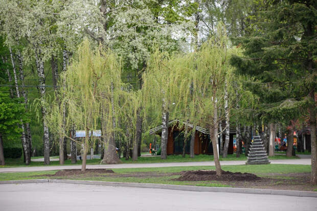 Тульская область заняла 14-е место в ЦФО по площади городских зелёных насаждений