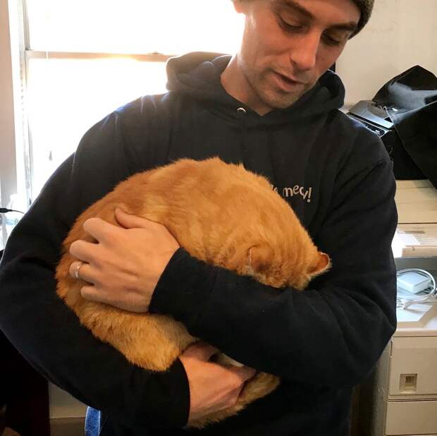 помощь коту рыжий кот на руках