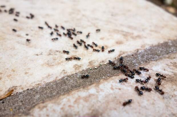 как бороться с муравьями в саду