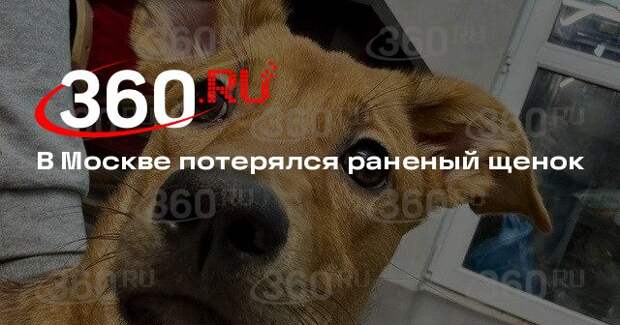 В Москве потерялся раненый щенок