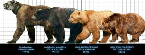 Гигантский короткомордый медведь - ужас ледникового периода